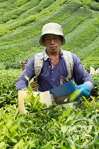 Tea picker at work